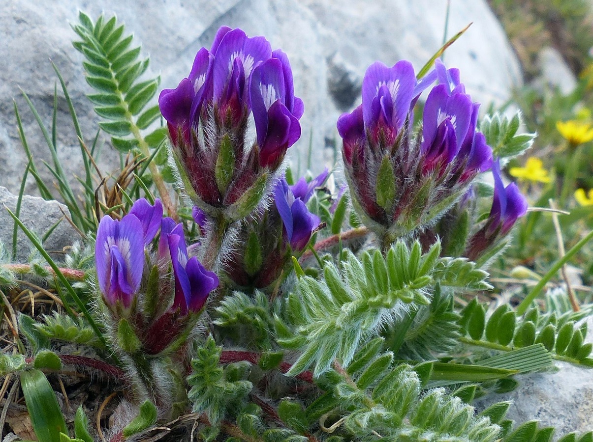 Oxytropis foucaudii (Fabaceae)